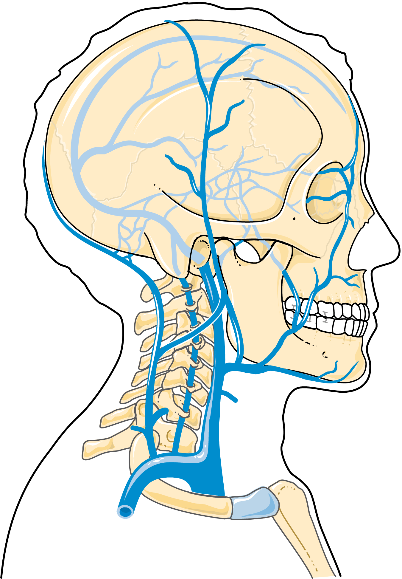 Servier Drawing Veins of head and neck no labels AnatomyTOOL